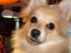 dog-gallery194.jpg