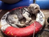 dog-gallery197.jpg