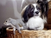 dog-gallery201.jpg
