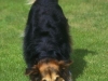 dog-gallery203.jpg