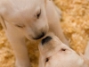 dog-gallery215.jpg