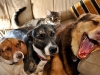 dog-gallery223.jpg