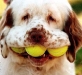 dog-gallery233.jpg