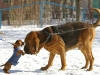 dog-gallery234.jpg