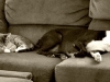 dog-gallery236.jpg
