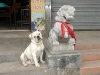 dog-gallery243.jpg