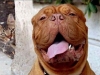 dog-gallery248.jpg