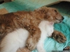 dog-gallery250.jpg