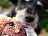 dog-gallery251.jpg