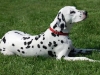dog-gallery256.jpg