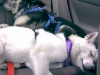dog-gallery261.jpg