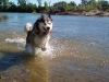 dog-gallery273.jpg