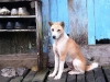 dog-gallery276.jpg