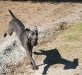 dog-gallery28.jpg