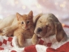 dog-gallery280.jpg