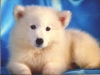 dog-gallery282.jpg