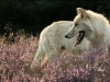 dog-gallery285.jpg