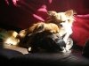 dog-gallery41.jpg
