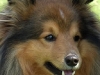 dog-gallery44.jpg