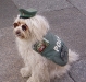 dog-gallery5.jpg