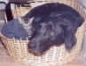 dog-gallery51.jpg