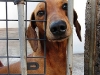 dog-gallery6.jpg