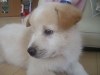 dog-gallery64.jpg