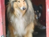 dog-gallery68.jpg