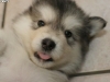 dog-gallery70.jpg