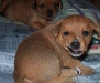 dog-gallery73.jpg