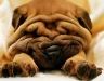 dog-gallery78.jpg