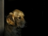 dog-gallery8.jpg