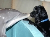 dog-gallery82.jpg