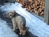 dog-gallery86.jpg
