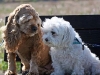dog-gallery88.jpg