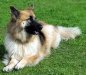 dog-gallery89.jpg