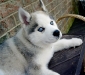 dog-gallery9.jpg