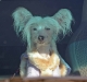 dog-gallery90.jpg