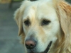 dog-gallery91.jpg