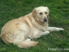 dog-gallery92.jpg