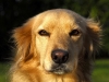 dog-gallery93.jpg