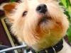 dog-gallery94.jpg