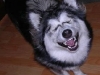 dog-gallery95.jpg