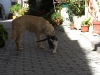 dog-gallery96.jpg
