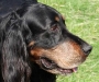 dog-gallery97.jpg