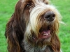dog-gallery98.jpg
