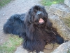 dog-gallery99.jpg