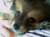 pasha-just-came-home.jpg