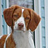 Friendliest Dogs