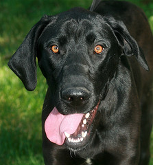 Black Dog with tongue stickin out